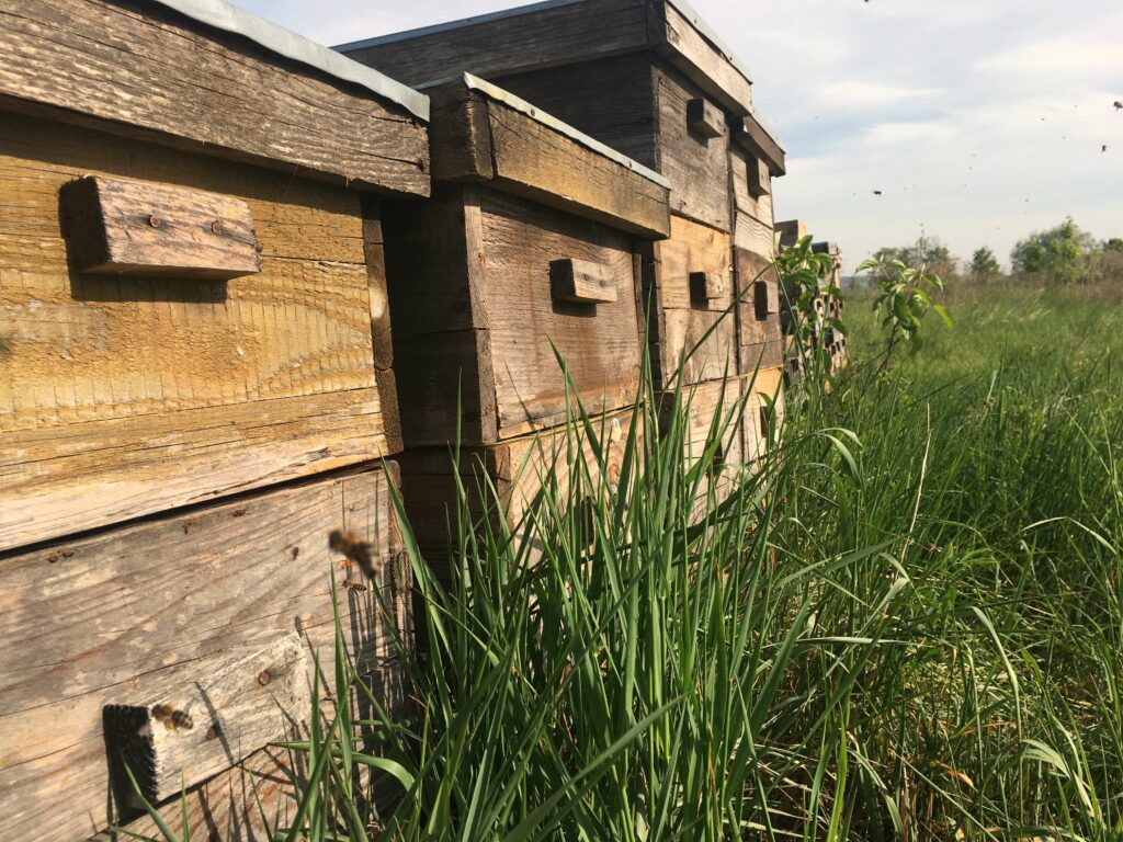 Bienenstöcke Großaufnahme