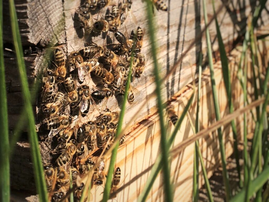 Bienenstöcke Nahaufnahme
