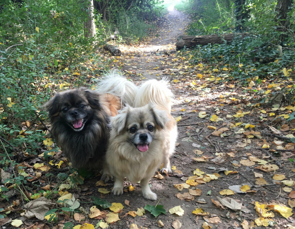 Kaya und Dremo beim Spaziergang