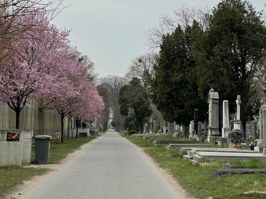 Straße auf dem Wiener Zentralfriedhof mit rosa blühenden Bäumen