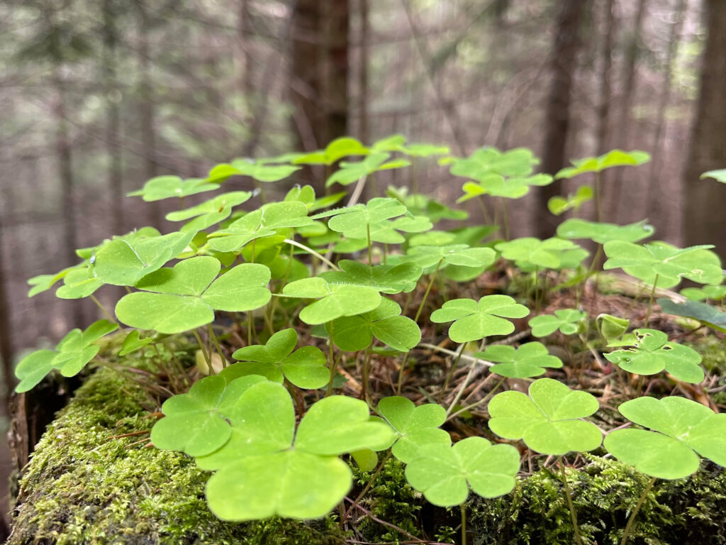 Großaufnahme Klee im Wald