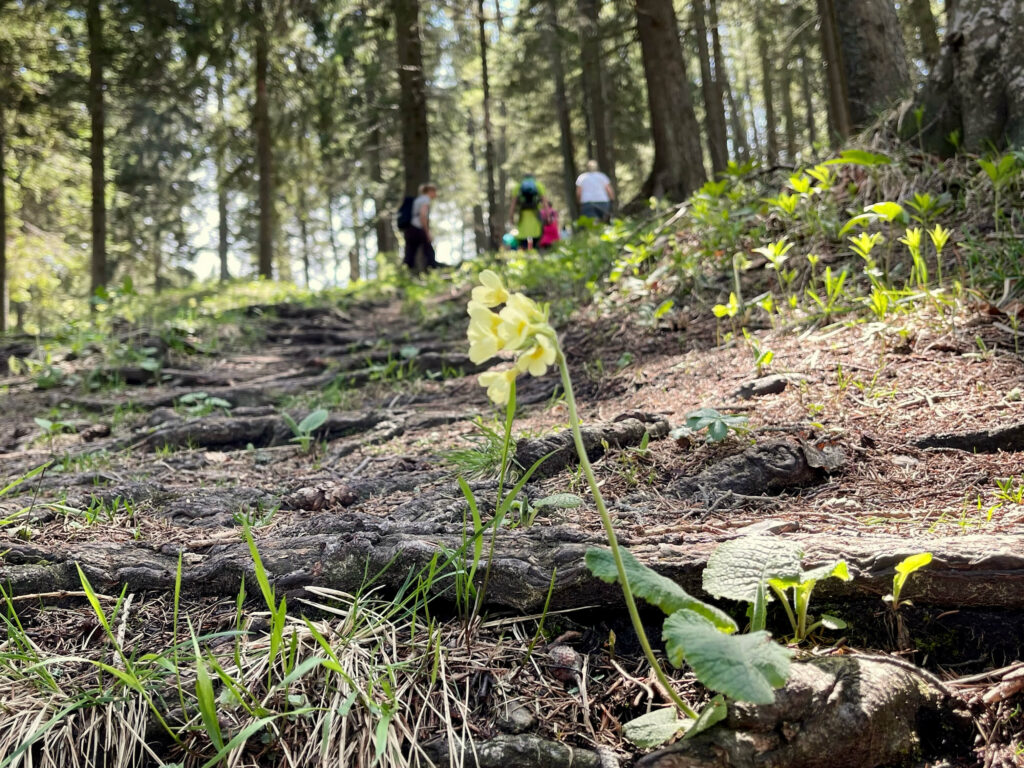 Schlüsselblume auf Waldweg