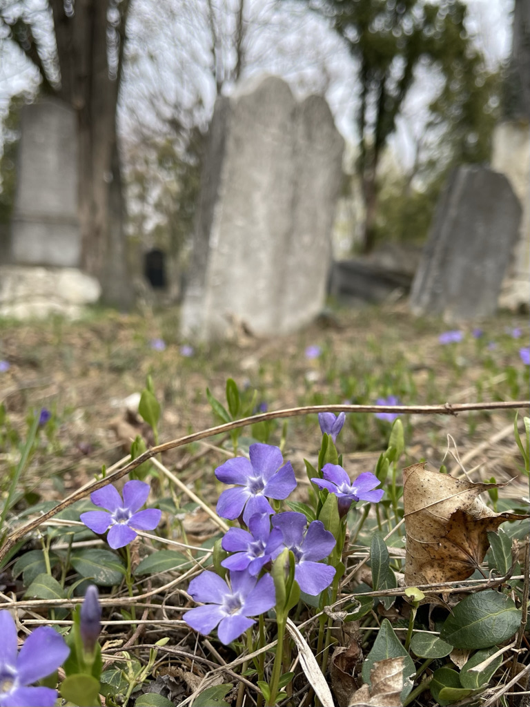 alter Teil des Wiener Zentralfriedhofs mit lila Blumen im Vordergrund