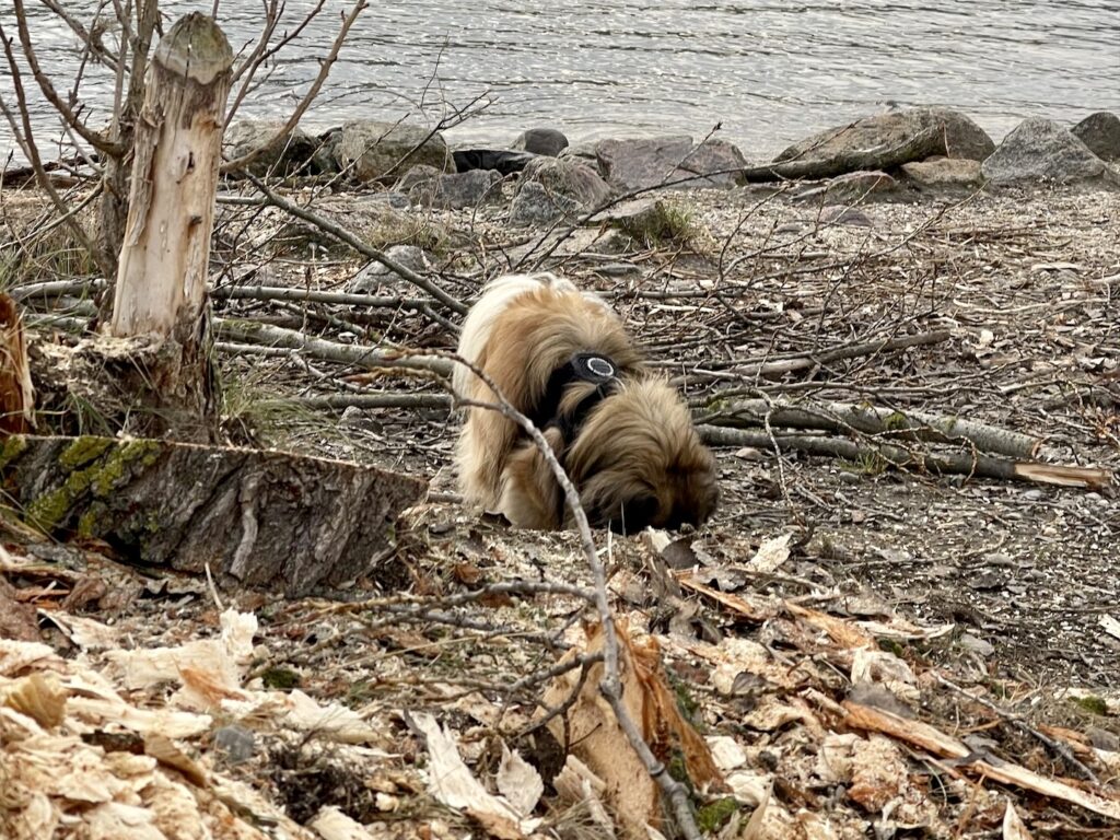 Hund am Donaustrand