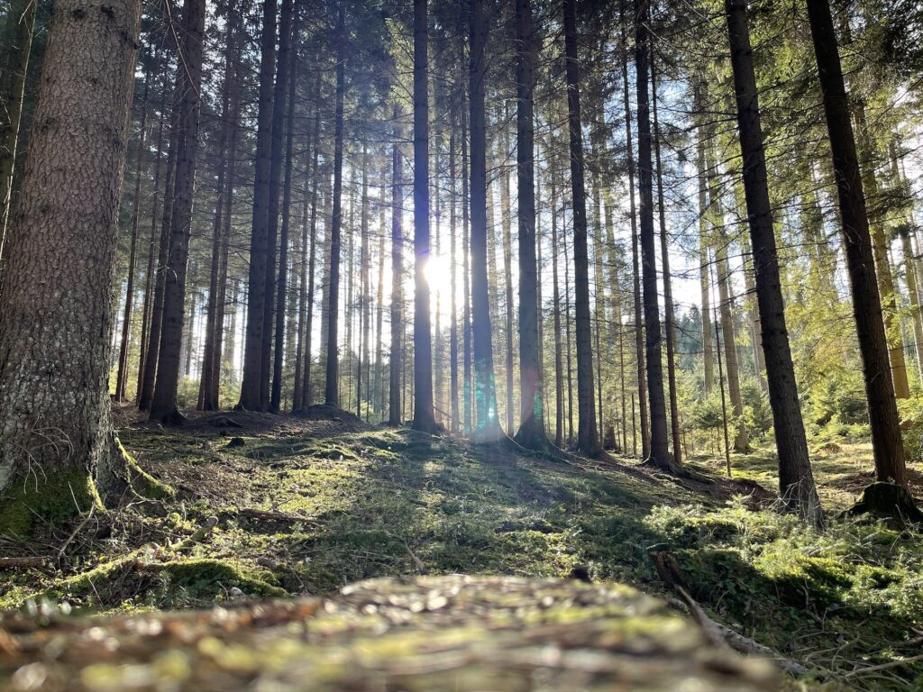 Sonne scheint durch die Baumstämme eines Waldes