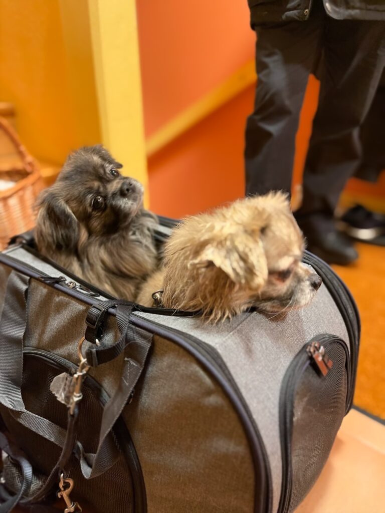 2 Hunde in einer Transport-Tasche