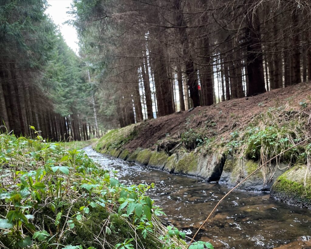 Bachlauf im Wald