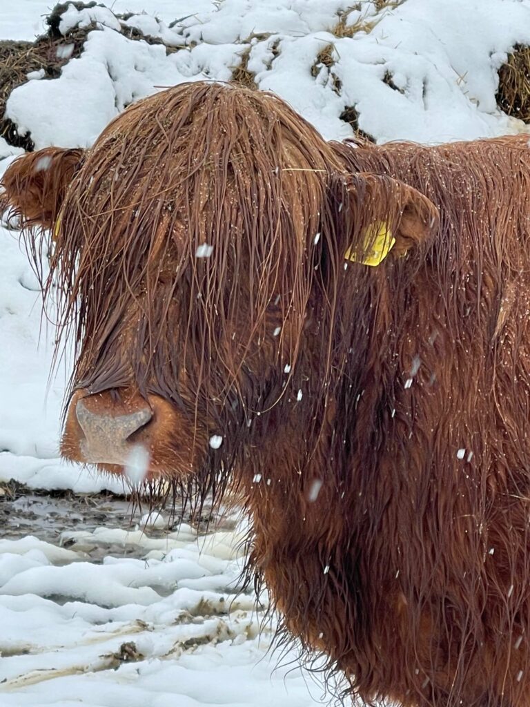 Jungstier im Schnee