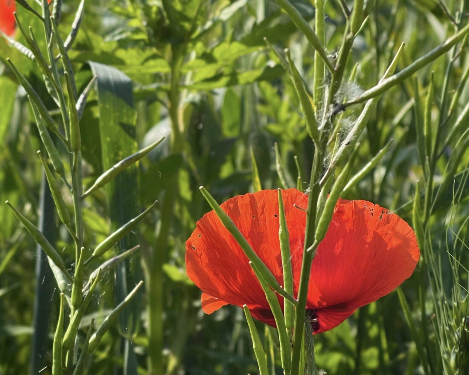 Mohnblumen im Mai