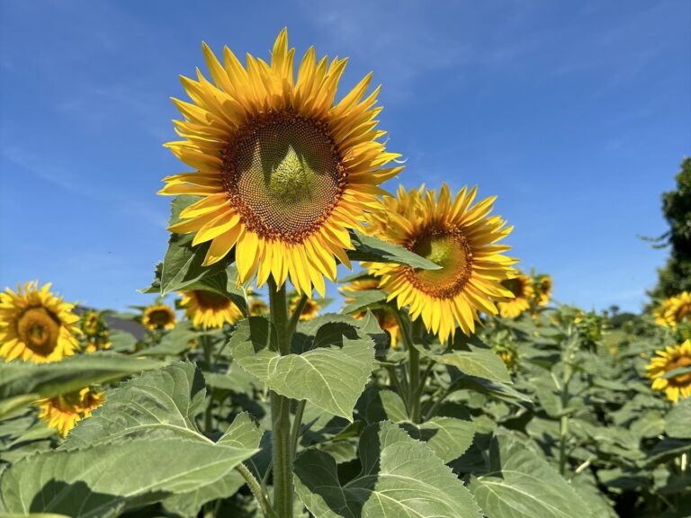 Sonnenblumen