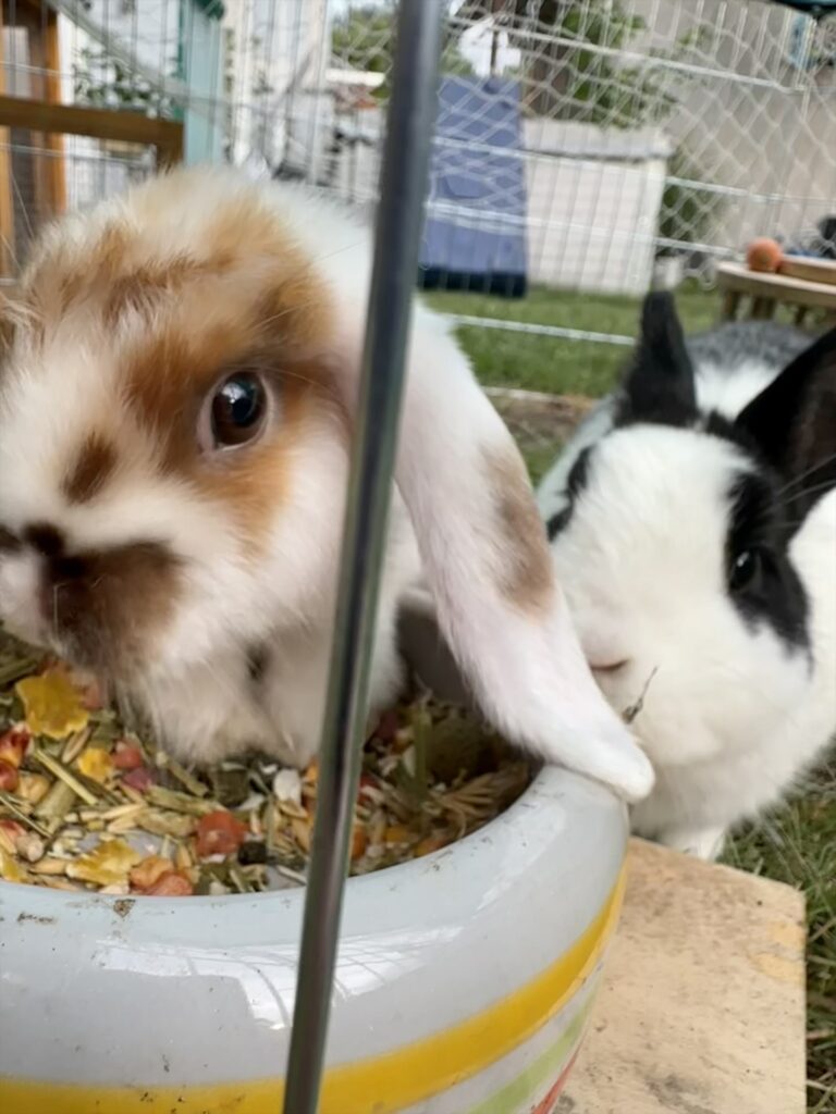 2 Kaninchen im Käfig