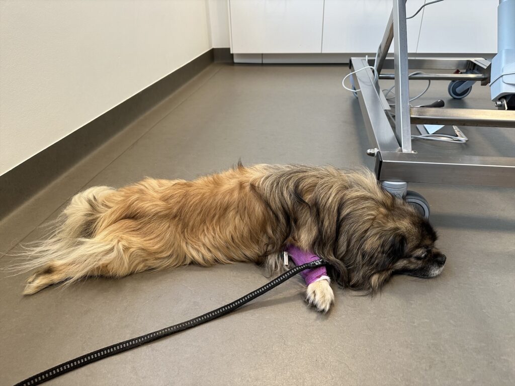Hund in der Klinik mit Venenflow in der Pfote
