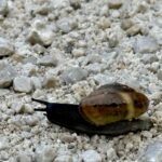 Schnecke