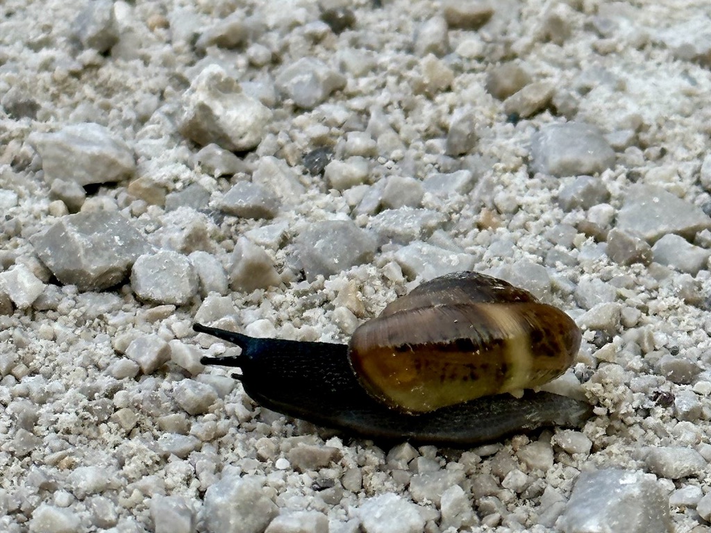 Schnecke