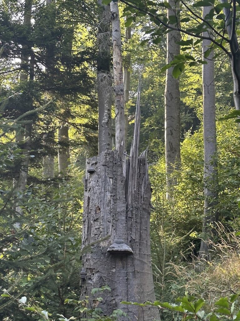Skurriler Baumstamm im Wald