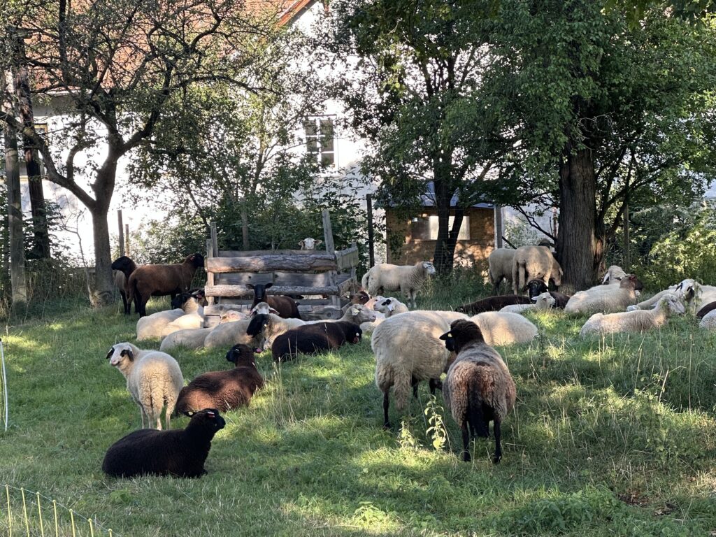 Schafherde vor einem Bauernhaus auf der Weide