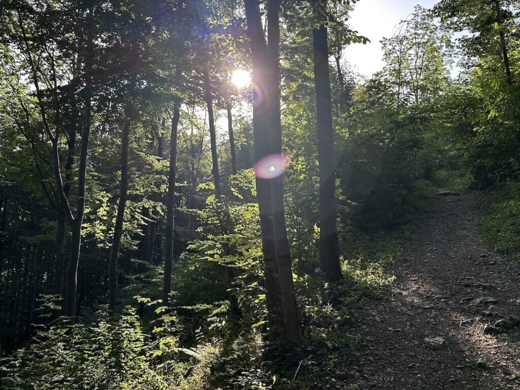 Waldweg am Berg. Die Sonne scheint durch die Blätter.