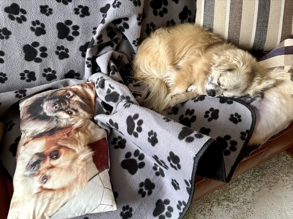 schlafender Hund auf Sofa
