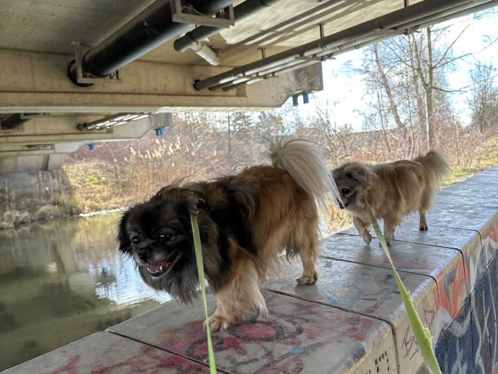 2 Hunde laufen auf einer kleinen Mauer durch eine Unterführung.