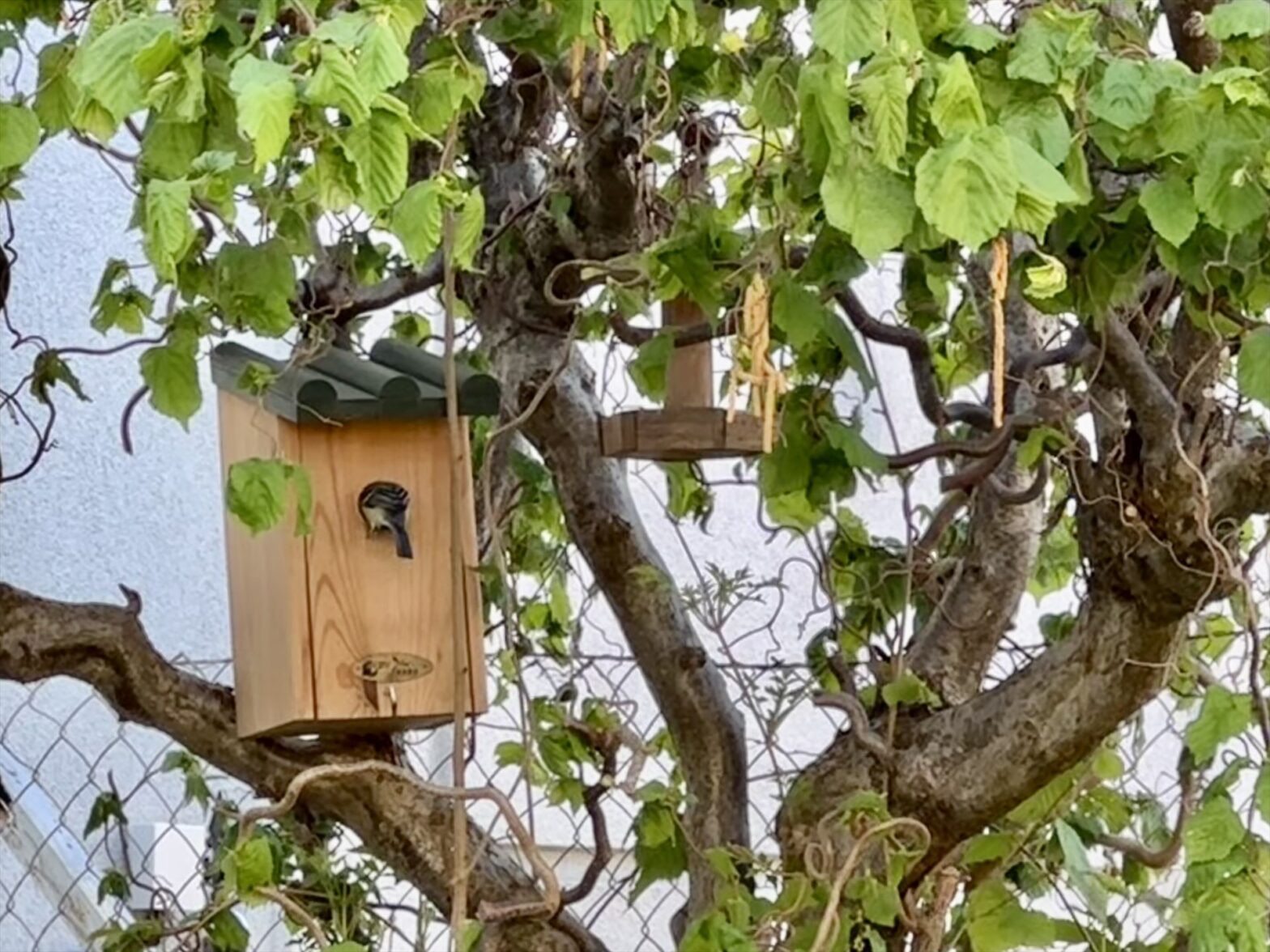 Vogel der in einen Brutkasten schlüpft