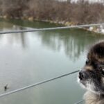 Hund Dremo schaut von einer Brücke ins Wasser