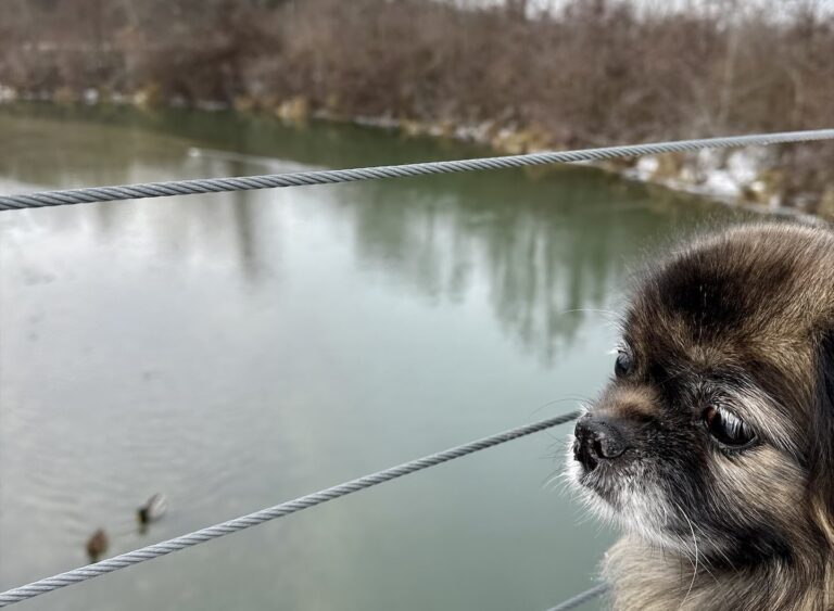 Hund Dremo schaut von einer Brücke ins Wasser
